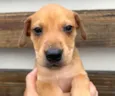 Cachorro raça SRD idade Abaixo de 2 meses nome Sem Nome