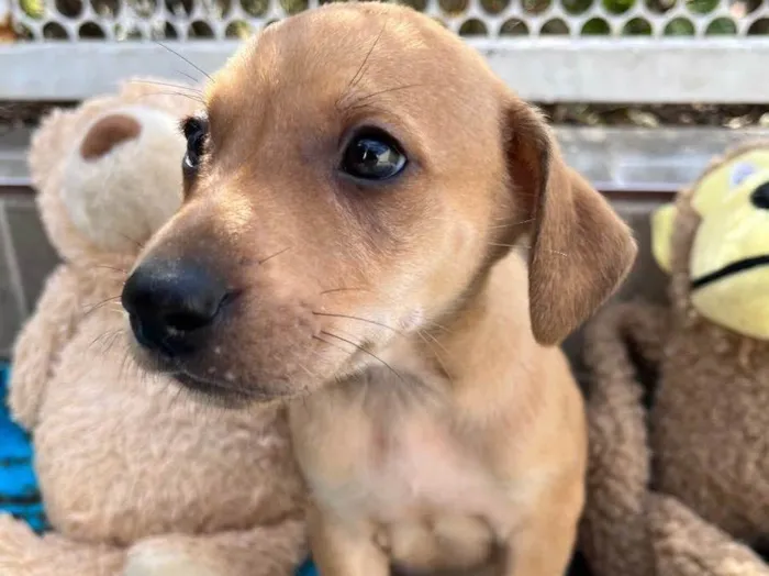 Cachorro raça SRD idade Abaixo de 2 meses nome Sem Nome