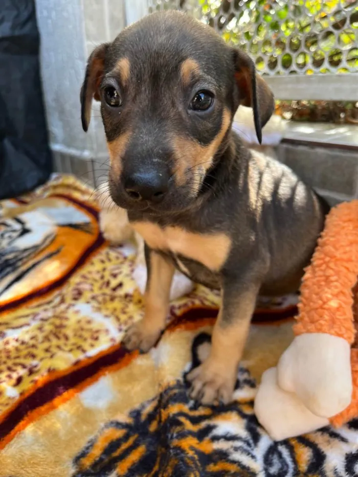 Cachorro raça SRD  idade Abaixo de 2 meses nome Sem Nome 