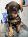 Cachorro raça SRD  idade Abaixo de 2 meses nome Sem Nome 