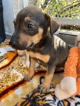 Cachorro raça SRD  idade Abaixo de 2 meses nome Sem Nome 