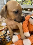 Cachorro raça SRD idade Abaixo de 2 meses nome Sem Nome