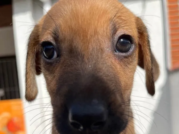 Cachorro raça SRD idade Abaixo de 2 meses nome Sem Nome