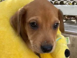 Cachorro raça SRD  idade Abaixo de 2 meses nome Sem Nome