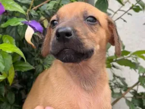 Cachorro raça SRD idade Abaixo de 2 meses nome Sem Nome