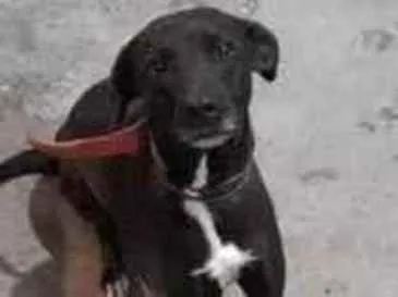 Cachorro ra a Sem raça definida  idade 4 anos nome Pretinha 