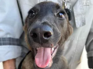 Cachorro raça SRD idade 7 a 11 meses nome Fumaça 