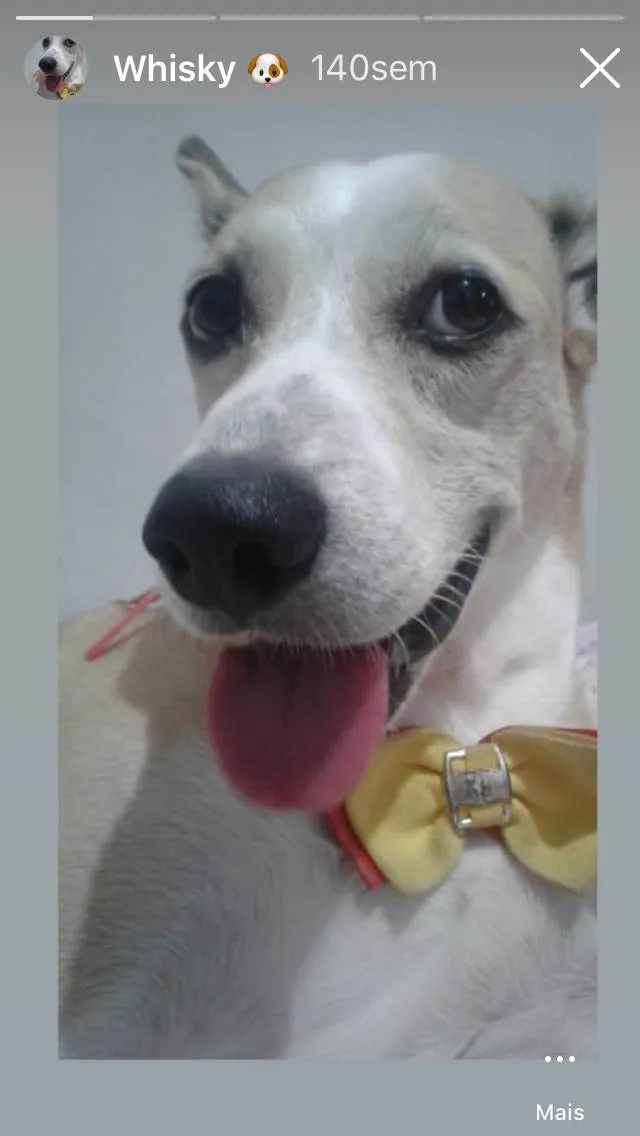 Cachorro ra a Sem raça definida idade 6 ou mais anos nome Whisky