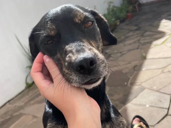 Cachorro ra a Vira lata  idade 2 anos nome Sem nome