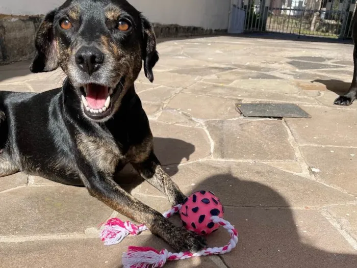 Cachorro ra a Vira lata  idade 2 anos nome Sem nome