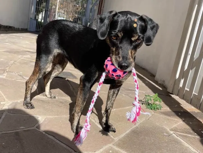 Cachorro ra a Vira lata  idade 2 anos nome Sem nome