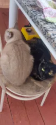 Negrita