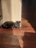Negrita