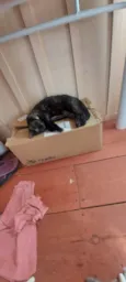 Negrita