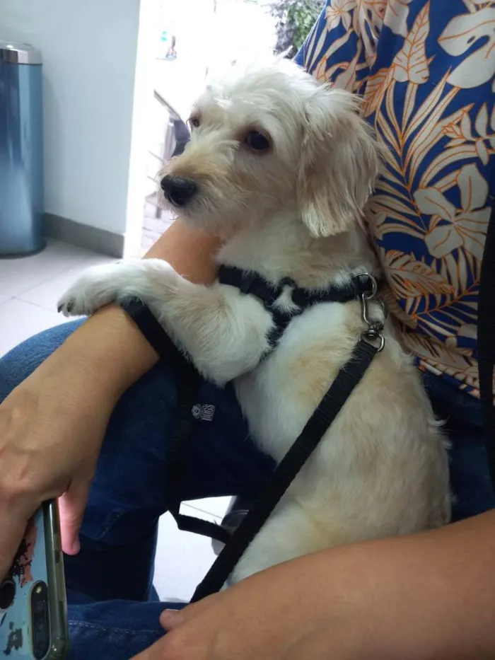 Cachorro ra a Poodle idade 1 ano nome Bibi