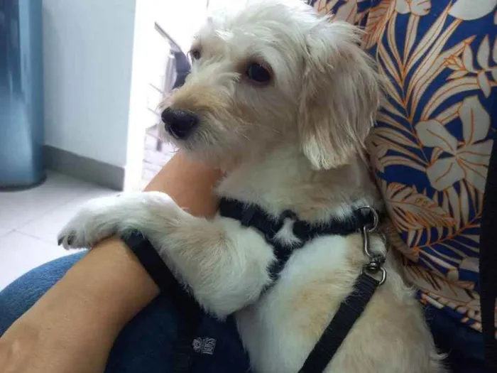 Cachorro ra a Poodle idade 1 ano nome Bibi