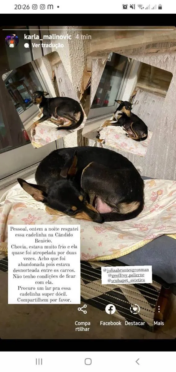 Cachorro ra a Srd idade 1 ano nome Pequena 