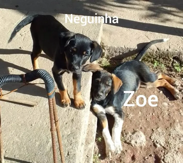 Cachorro ra a SRD idade 2 a 6 meses nome Neguinha e Zoe