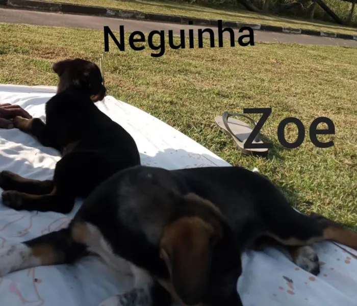 Cachorro ra a SRD idade 2 a 6 meses nome Neguinha e Zoe
