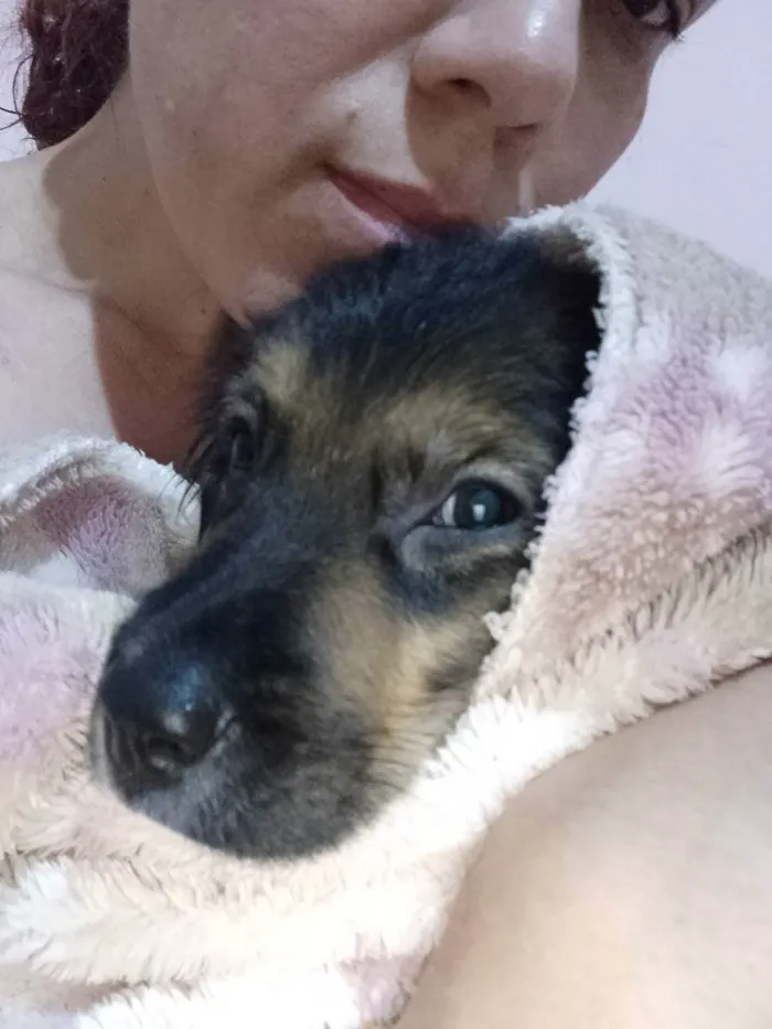 Cachorro ra a SRD idade 2 a 6 meses nome Neguinha e Zoe