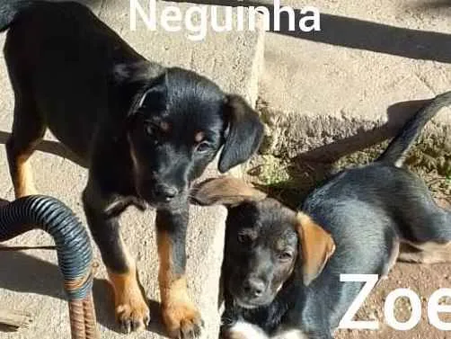 Cachorro ra a SRD idade 2 a 6 meses nome Neguinha e Zoe