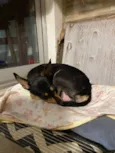 Pequena 