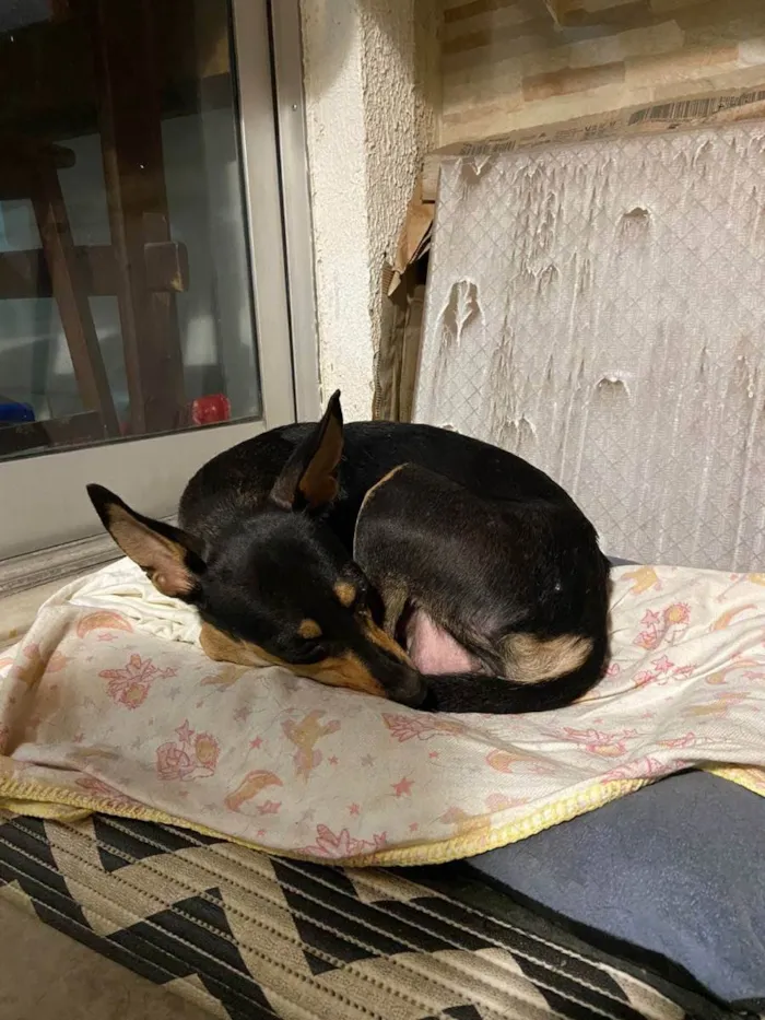 Cachorro ra a Srd idade 1 ano nome Pequena 