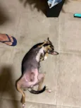 Pequena 