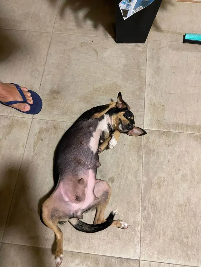 Cachorro ra a Srd idade 1 ano nome Pequena 