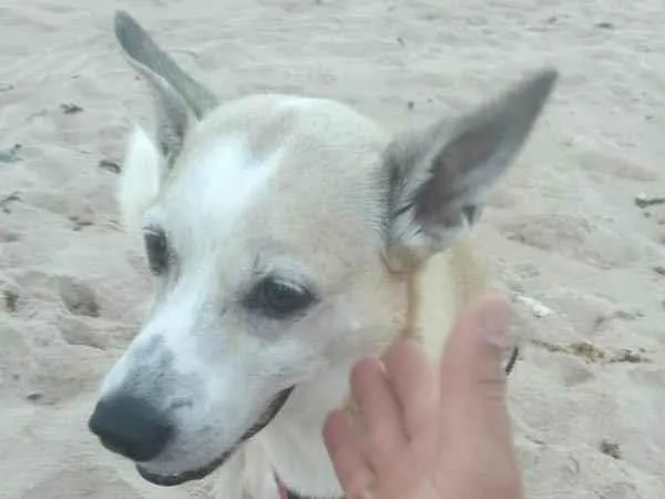 Cachorro ra a Sem raça definida idade 6 ou mais anos nome Whisky