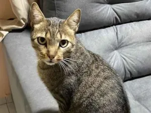 Gato raça Vira lata  idade 2 anos nome Kinho 