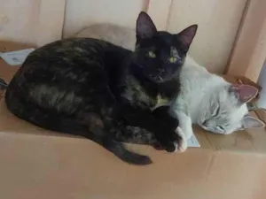 Gato raça  idade 7 a 11 meses nome Negrita