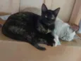 Negrita