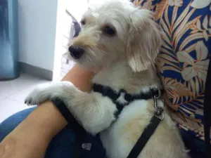Cachorro raça Poodle idade 1 ano nome Bibi
