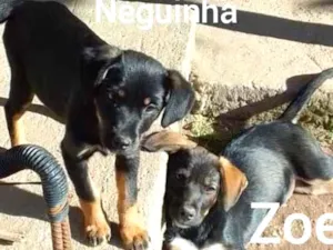Cachorro raça SRD idade 2 a 6 meses nome Neguinha e Zoe