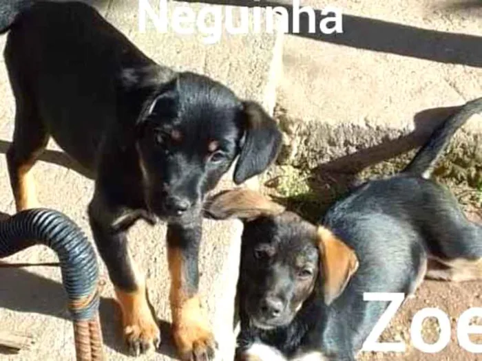 Cachorro ra a SRD idade 2 a 6 meses nome Neguinha e Zoe