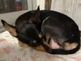 Pequena 