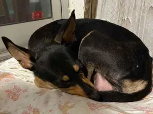 Cachorro raça Srd idade 1 ano nome Pequena 