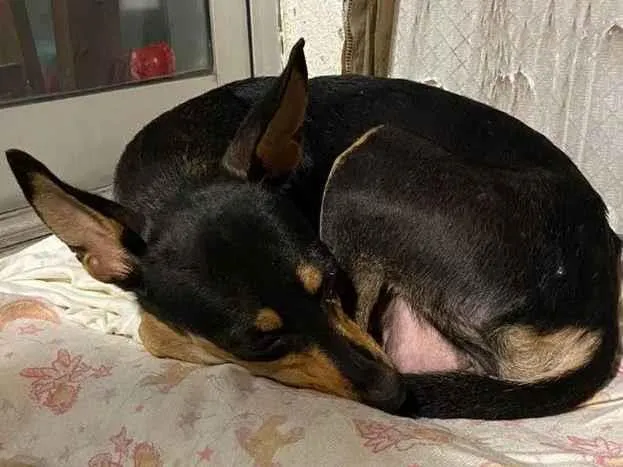Cachorro ra a Srd idade 1 ano nome Pequena 
