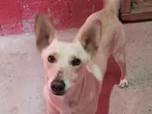 Cachorro raça SRD idade 2 anos nome Melado