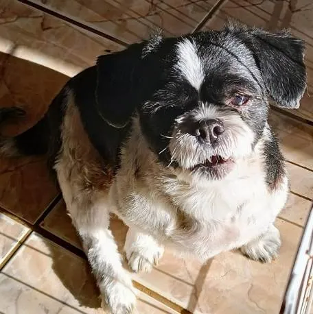 Cachorro raça Shitzu idade 3 anos nome Fred