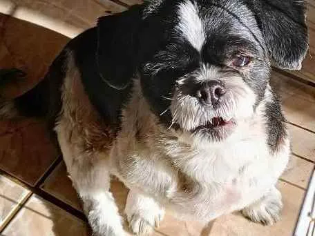 Cachorro raça Shitzu idade 3 anos nome Fred