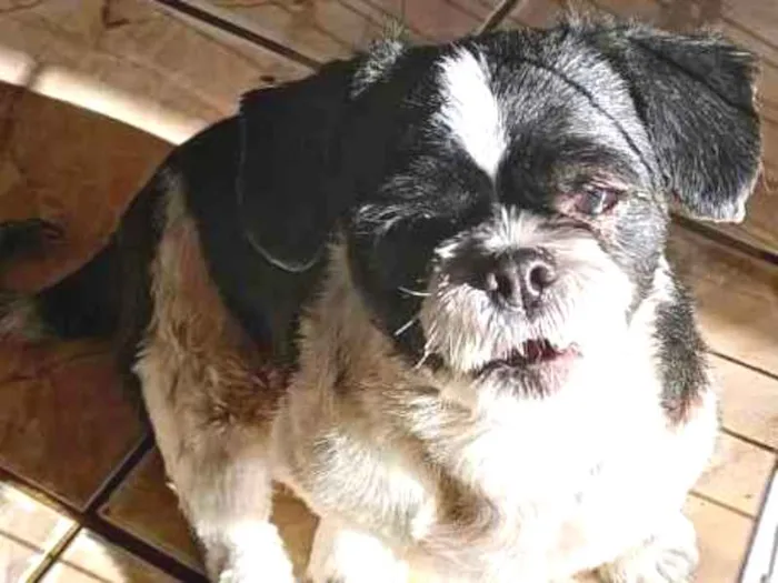 Cachorro raça Shitzu idade 3 anos nome Fred