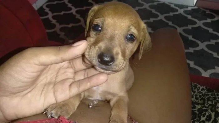 Cachorro ra a basset com viralata  idade 2 a 6 meses nome sem nome