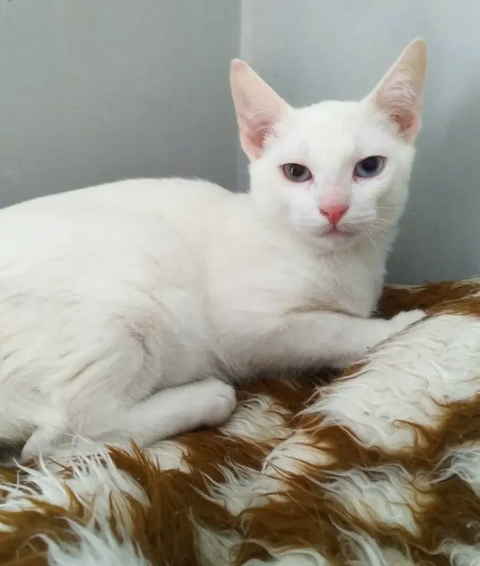Gato ra a SRD idade 2 a 6 meses nome Will