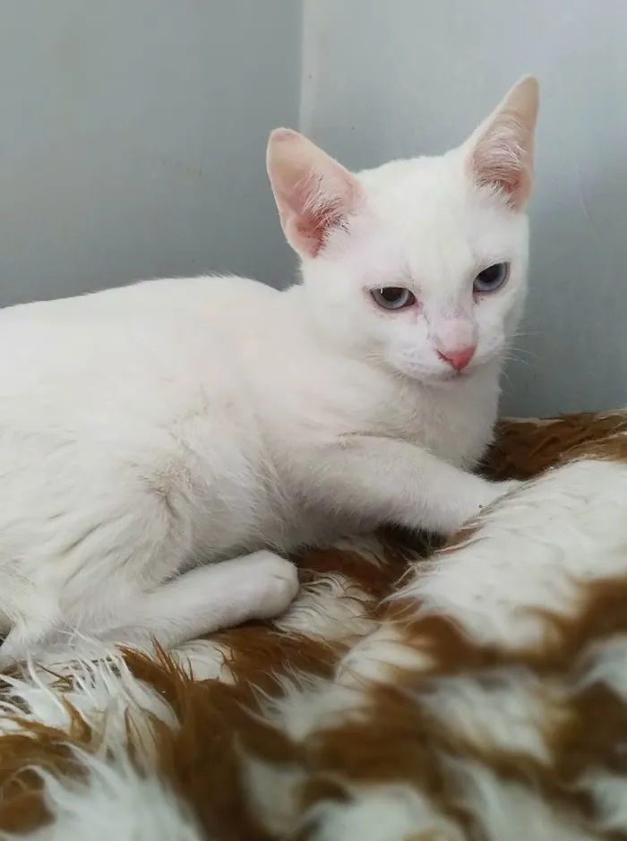 Gato ra a SRD idade 2 a 6 meses nome Will