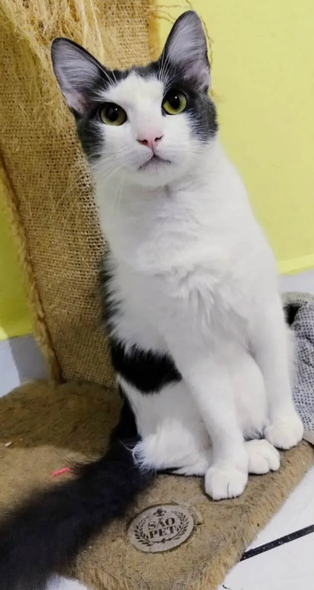 Gato ra a srd idade 1 ano nome Leon