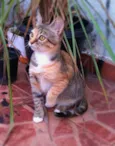 Brinna