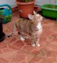 Brinna