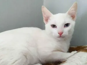 Gato raça SRD idade 2 a 6 meses nome Will